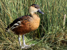 Wandering Whistling Duck (WWT Slimbridge March 2012) - pic by Nigel Key